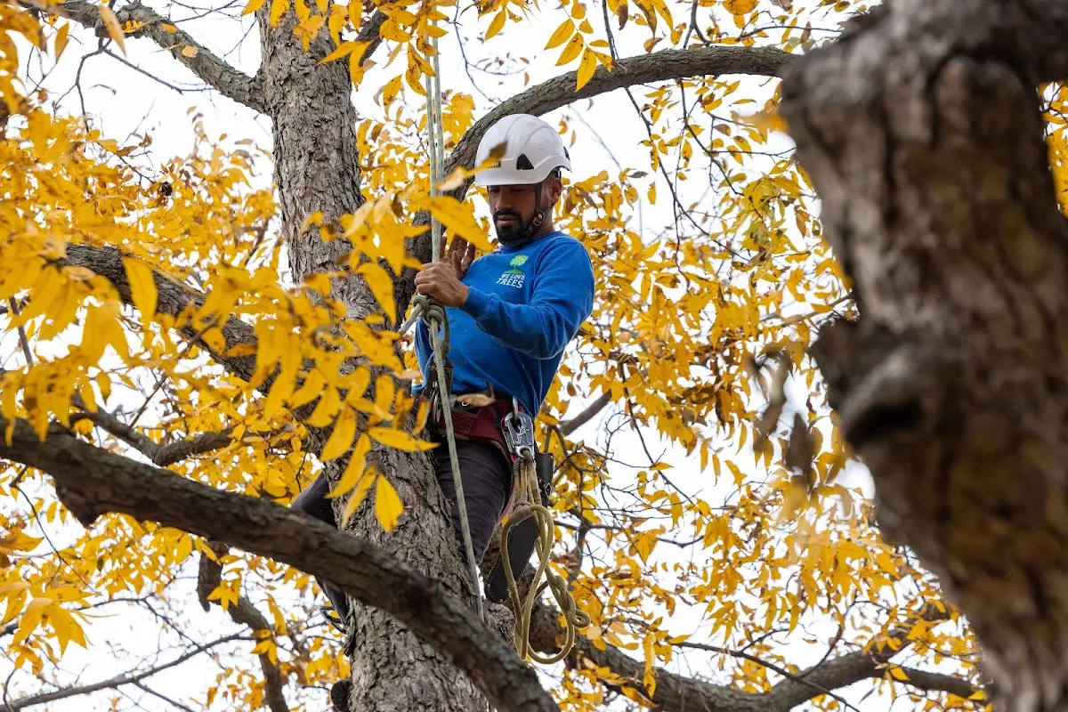 Skilled Dead Tree Removal crew working in Greenwood